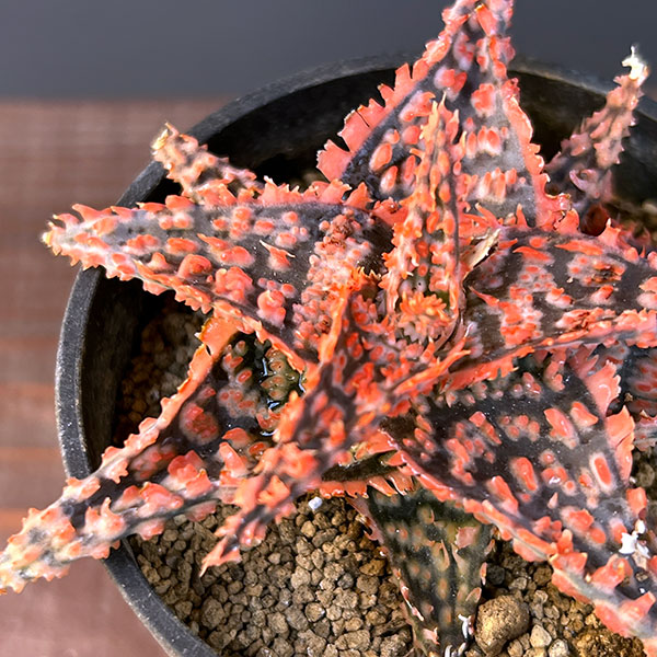 アロエ:オリジナルハイブリット 3号鉢植え25-07