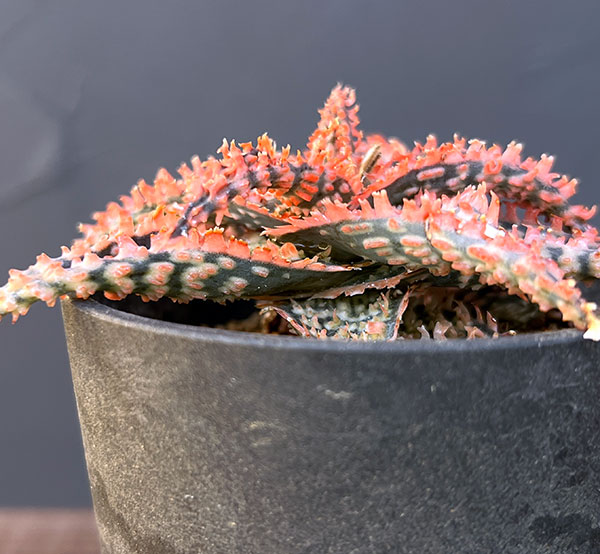 アロエ:オリジナルハイブリット 3号鉢植え25-07