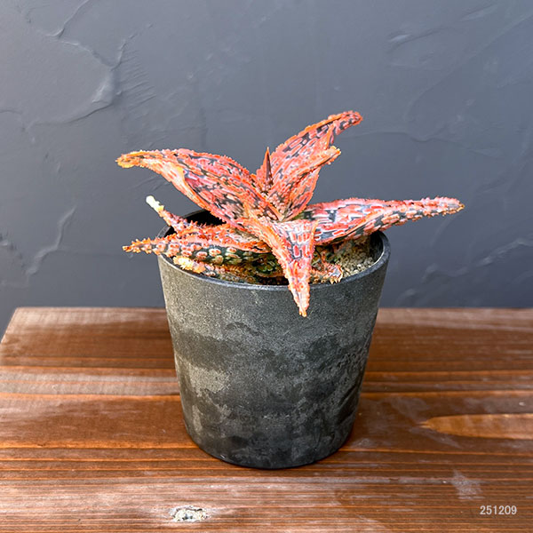 アロエ:オリジナルハイブリット 3号鉢植え25-08