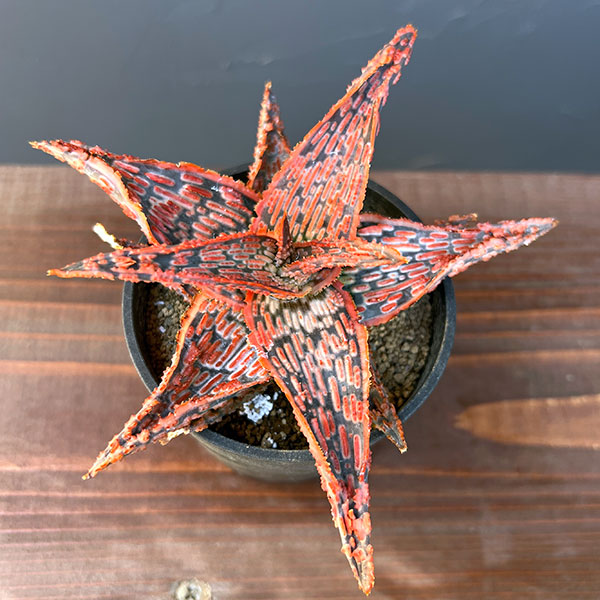 アロエ:オリジナルハイブリット 3号鉢植え25-08