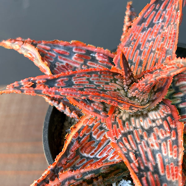 アロエ:オリジナルハイブリット 3号鉢植え25-08