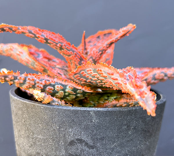 アロエ:オリジナルハイブリット 3号鉢植え25-08