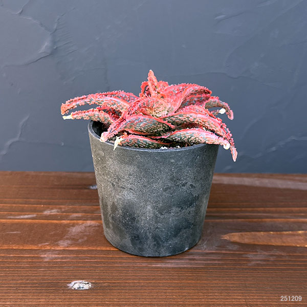 アロエ:オリジナルハイブリット 3号鉢植え25-09