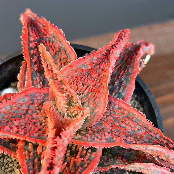 アロエ:オリジナルハイブリット 3号鉢植え25-09