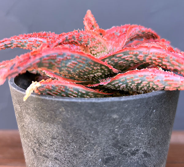 アロエ:オリジナルハイブリット 3号鉢植え25-09