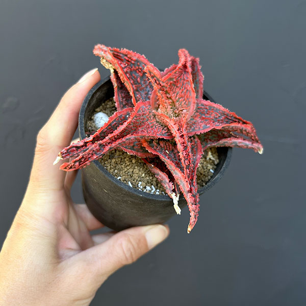 アロエ:オリジナルハイブリット 3号鉢植え25-09