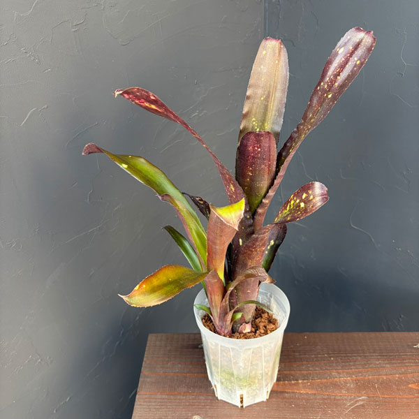 ビルベルギア:オリジナルハイブリット 4号鉢植え*