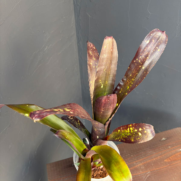 ビルベルギア:オリジナルハイブリット 4号鉢植え*