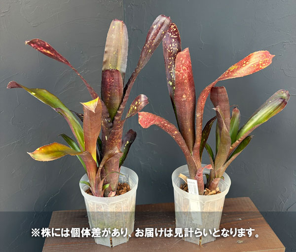 ビルベルギア:オリジナルハイブリット 4号鉢植え*