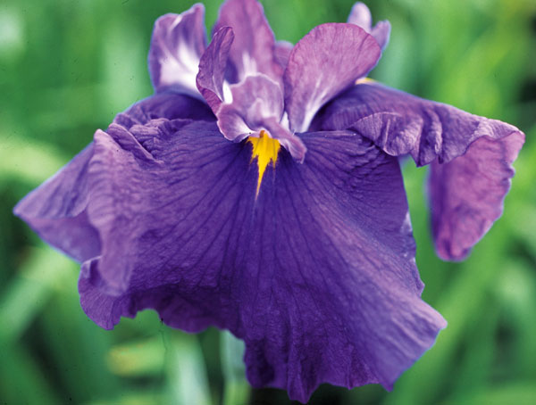 [26年4月上旬予約]ハナショウブ(花菖蒲)：新紫式部（シンムラサキシキブ）4号ポット