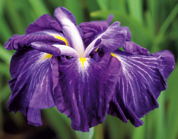 [26年4月上旬予約]ハナショウブ(花菖蒲)：彗星（スイセイ）4号ポット