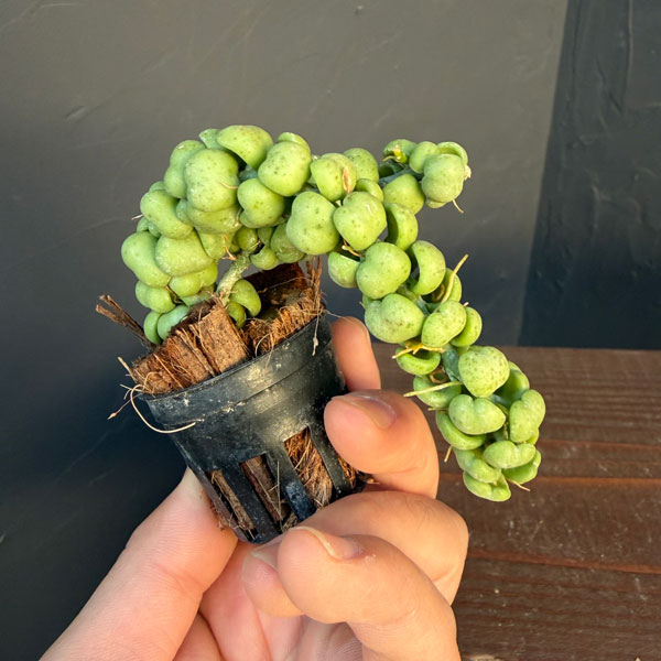 ディスキディア:ドラゴンジェイド 1号ポット