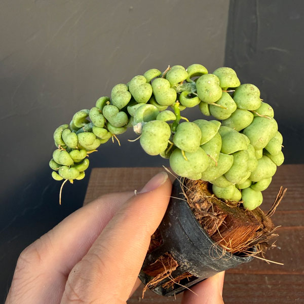 ディスキディア:ドラゴンジェイド 1号ポット