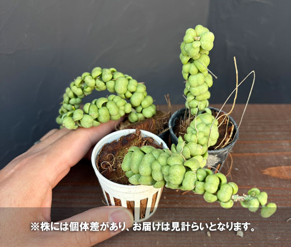 ディスキディア:ドラゴンジェイド 1号ポット