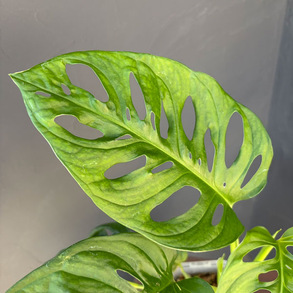 マドカズラ 3.5号ねこチップ植え