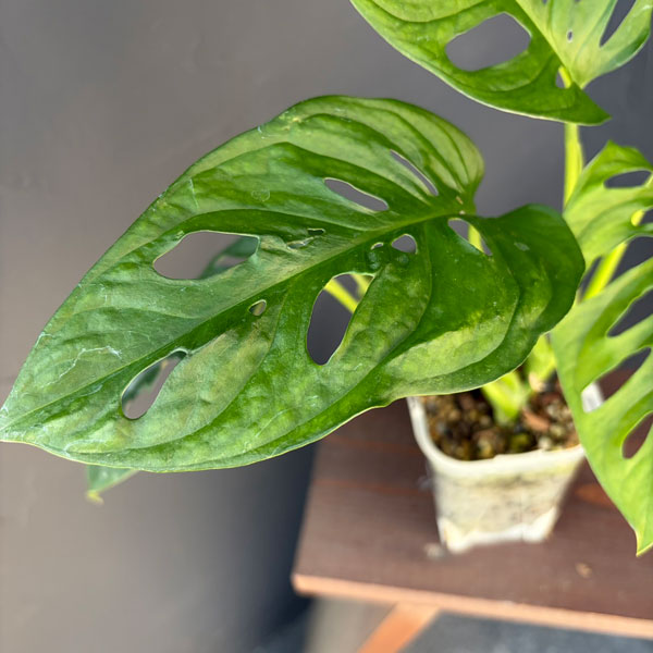 マドカズラ 3.5号ねこチップ植え