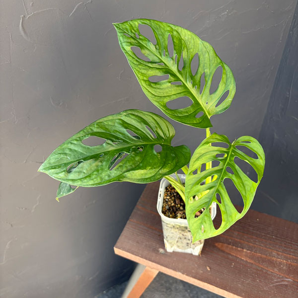 マドカズラ 3.5号ねこチップ植え