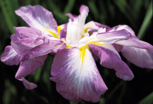 [26年4月上旬予約]ハナショウブ(花菖蒲)：天女の冠（テンニョノカンムリ）4号ポット