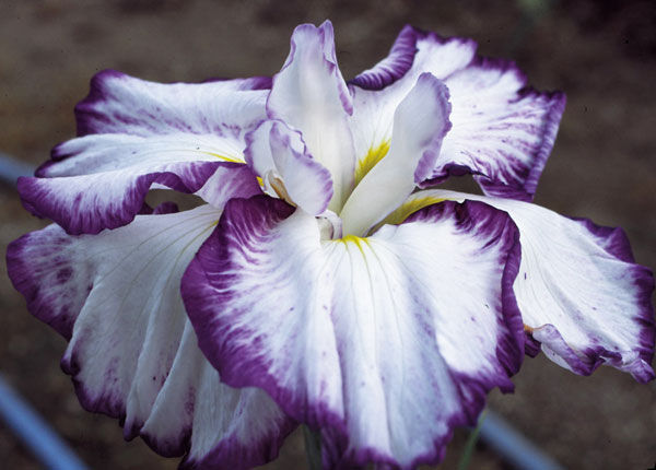 [26年4月上旬予約]ハナショウブ(花菖蒲)：七彩の夢（ナナイロノユメ）4号ポット