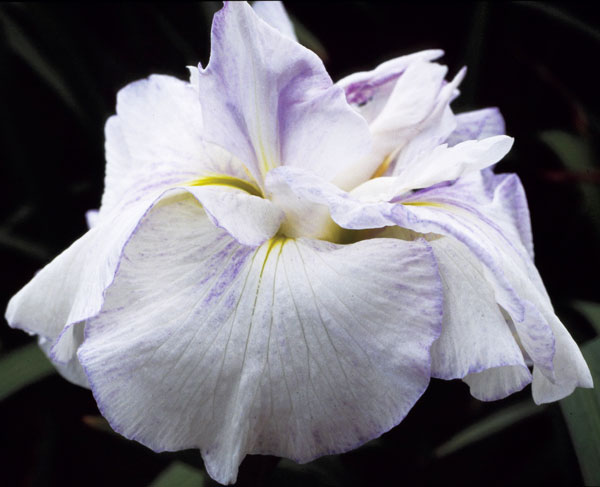 [26年4月上旬予約]ハナショウブ(花菖蒲)：羽衣（ハゴロモ）4号ポット