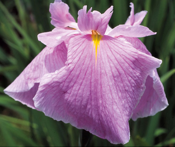 [26年4月上旬予約]ハナショウブ(花菖蒲)：桃児童（モモジドウ）4号ポット