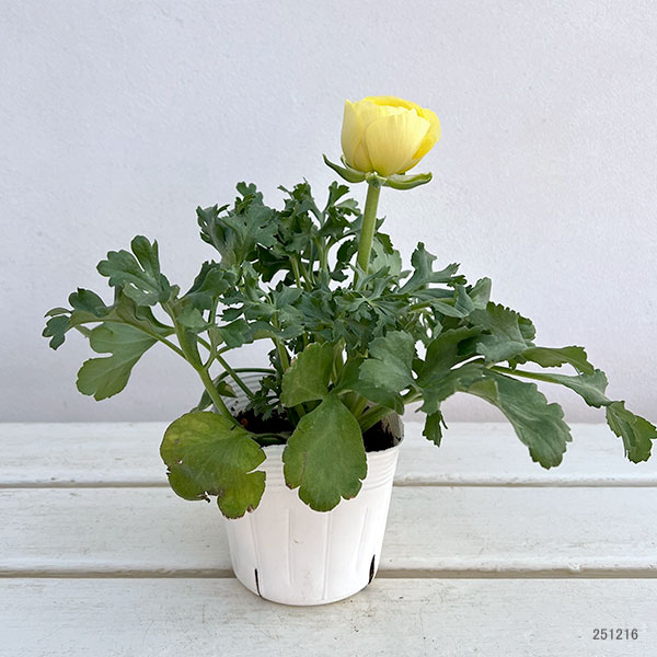 ラナンキュラス:アヤリッチ・レモン系3.5号ポット