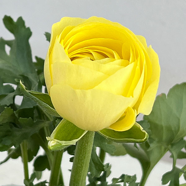 ラナンキュラス:アヤリッチ・レモン系3.5号ポット