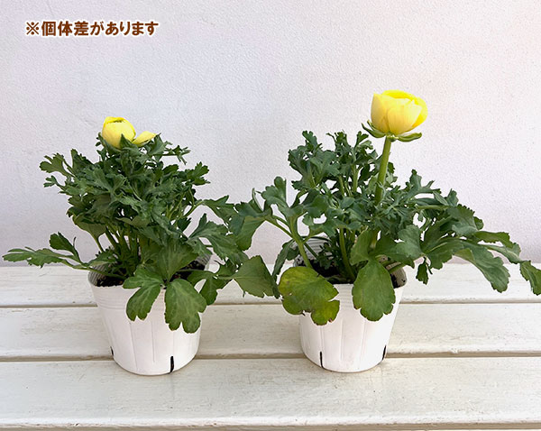 ラナンキュラス:アヤリッチ・レモン系3.5号ポット