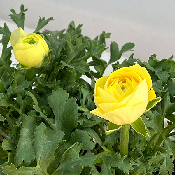 ラナンキュラス:アヤリッチ・レモン系3.5号ポット