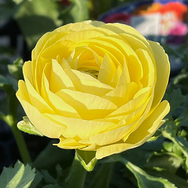 ラナンキュラス:アヤリッチ・レモン系3.5号ポット