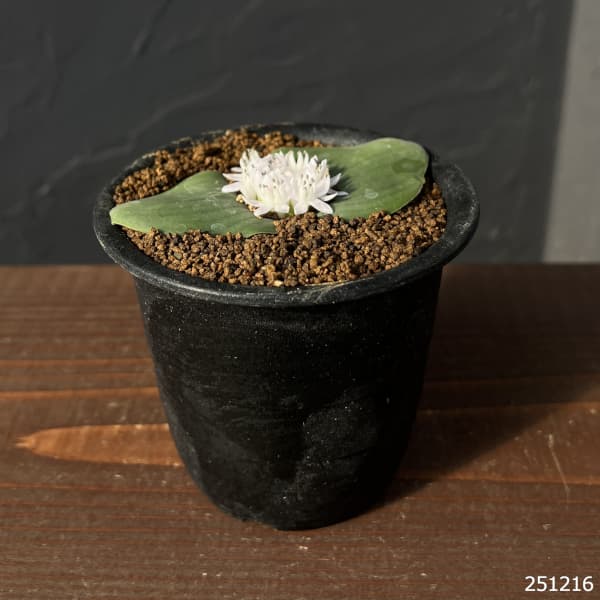 マッソニア：ジャスミニフロラ　3号鉢植え