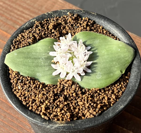 マッソニア：ジャスミニフロラ　3号鉢植え