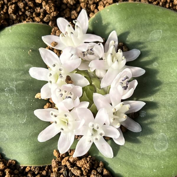 マッソニア：ジャスミニフロラ　3号鉢植え