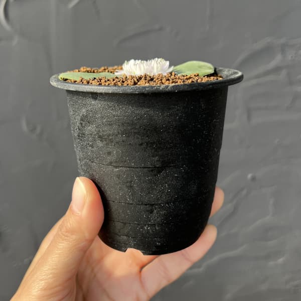 マッソニア：ジャスミニフロラ　3号鉢植え