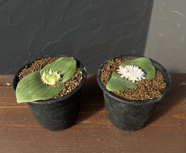 マッソニア：ジャスミニフロラ　3号鉢植え