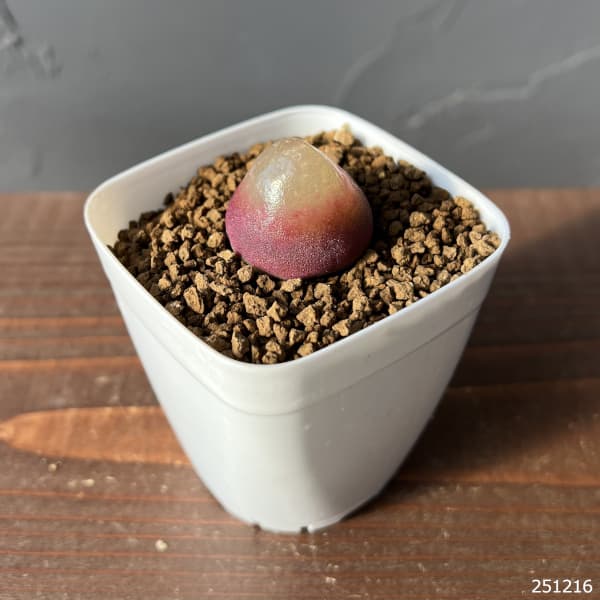 コノフィツム：ブルゲリ（レッド系）　2.5号鉢植え