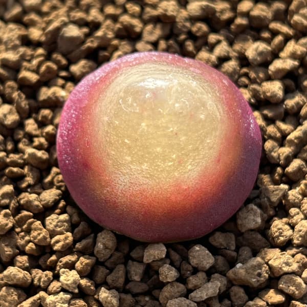 コノフィツム：ブルゲリ（レッド系）　2.5号鉢植え