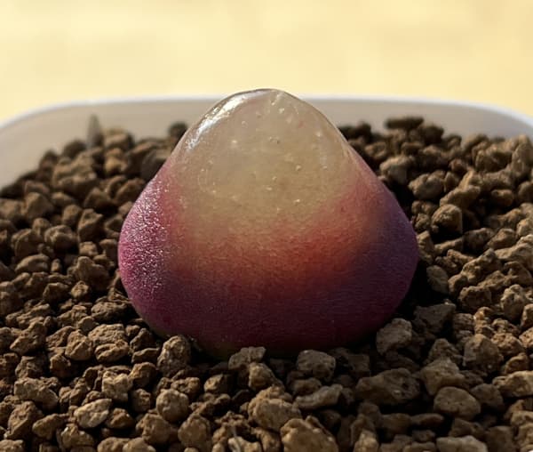 コノフィツム：ブルゲリ（レッド系）　2.5号鉢植え