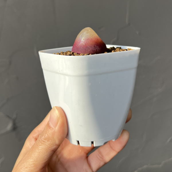 コノフィツム：ブルゲリ（レッド系）　2.5号鉢植え