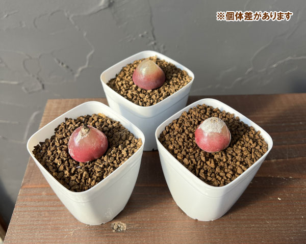 コノフィツム：ブルゲリ（レッド系）　2.5号鉢植え