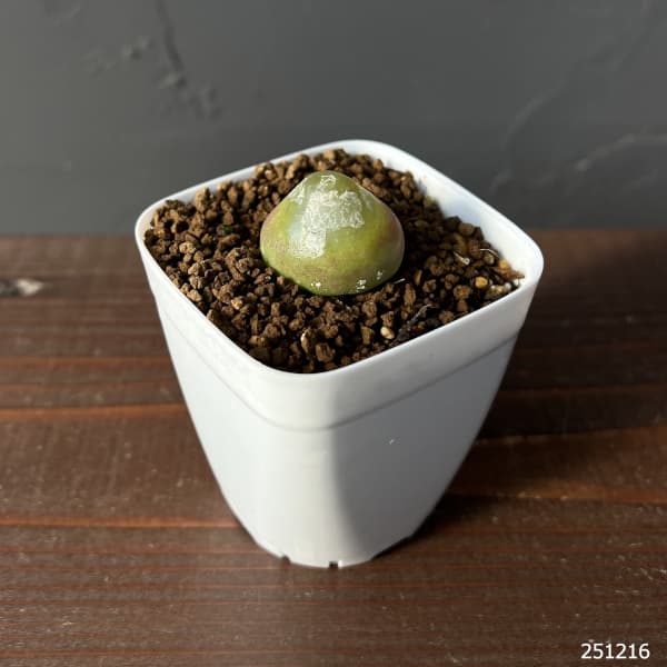 コノフィツム：ブルゲリ（グリーン系）　2.5号鉢植え