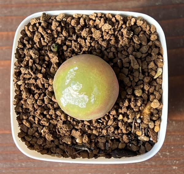 コノフィツム：ブルゲリ（グリーン系）　2.5号鉢植え