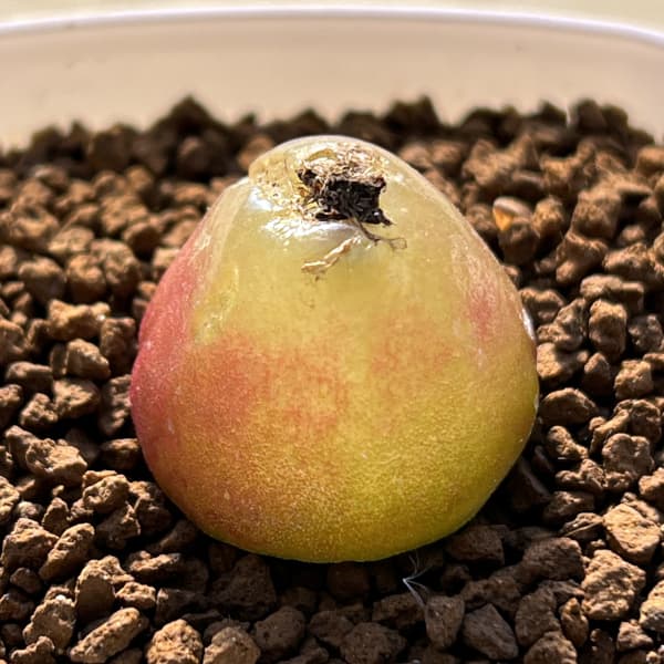 コノフィツム：ブルゲリ（グリーン系）　2.5号鉢植え