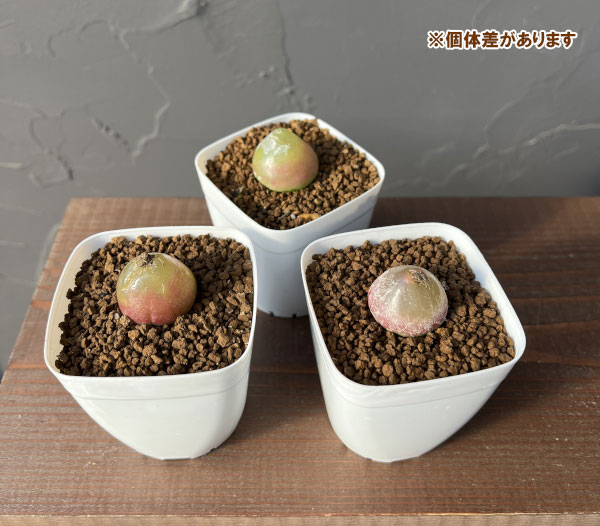 コノフィツム：ブルゲリ（グリーン系）　2.5号鉢植え