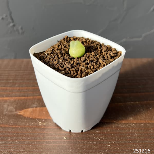 コノフィツム：ラツム　2.5号鉢植え