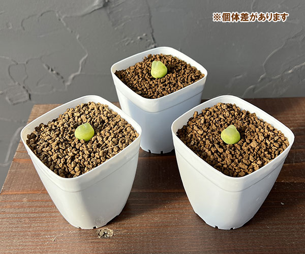 コノフィツム：ラツム　2.5号鉢植え