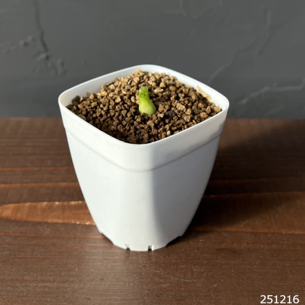 コノフィツム：アカベンセ　2.5号鉢植え