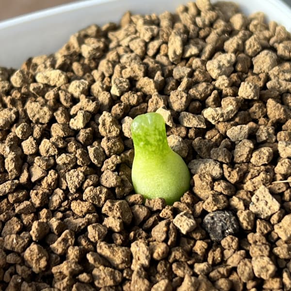 コノフィツム：アカベンセ　2.5号鉢植え