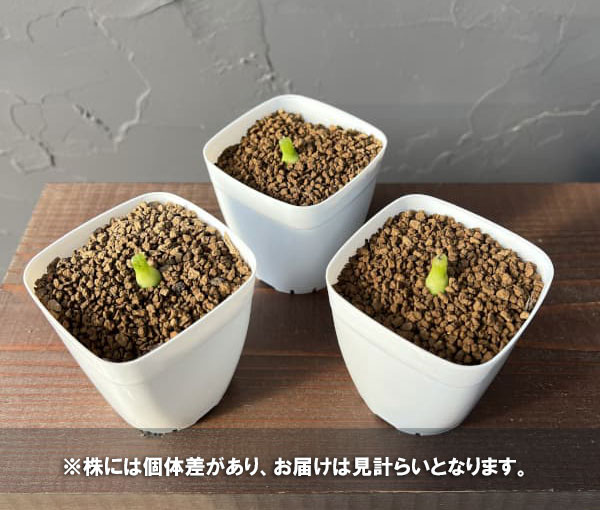 コノフィツム：アカベンセ　2.5号鉢植え