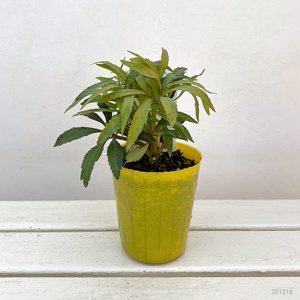 松村ナーセリーさんのクリスマスローズ（原種系）：フェチダス　ミニオン　ルージュ3.5号ロングポット